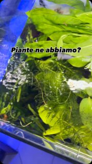 Piante riassortite 🌱🌱🌱
.
.
.
Cip&CiopAcquariologia 
C.so San Giovanni 307
Napoli 80146 📍
081 7527591 ☎️ 
Whatsapp 333 4115545 📩
www.acquariologianapoli.com 💻 
-  Consulenza 🗣️
-  Progettazione ✏️📐
-  Realizzazione 🏗️
-  Manutenzione ⚒️🧽
-  Vendita in store ed on-line 💰💳
Solo alcuni dei servizi offerti a chi si affida a noi!
 #cipeciopacquariologia 
#aquarium  #acquariologia #pianteacquatiche