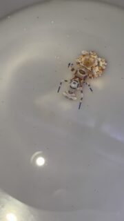 Gli introvabili li abbiamo qua! 🔥🔥🔥
-Wurdermanni
-Hymenocera picta
-Mitrax
Mai più infestazioni nel tuo acquario marino! 🦠🔫
.
.
.
Cip&CiopAcquariologia 
C.so San Giovanni 307
Napoli 80146 📍
081 7527591 ☎️ 
Whatsapp 333 4115545 📩
www.acquariologianapoli.com 💻 
-  Consulenza 🗣️
-  Progettazione ✏️📐
-  Realizzazione 🏗️
-  Manutenzione ⚒️🧽
-  Vendita 💰💳
Solo alcuni dei servizi offerti a chi si affida a noi!

#cipeciopacquariologia 
#aquarium #corals #acquariomarino #reefporn