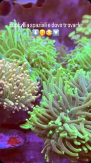 Euphyllia spaziali e dove trovarle🔥🔥🔥
Passa in store oppure visita il nostro sito
www.acquariologianapoli.com
.
.
.
Cip&CiopAcquariologia 
C.so San Giovanni 307
Napoli 80146 📍
081 7527591 ☎️ 
Whatsapp 333 4115545 📩
www.acquariologianapoli.com 💻 
-  Consulenza 🗣️
-  Progettazione ✏️📐
-  Realizzazione 🏗️
-  Manutenzione ⚒️🧽
-  Vendita 💰💳
Solo alcuni dei servizi offerti a chi si affida a noi!

#cipeciopacquariologia 
#aquarium #corals #acquariomarino #euphyllia