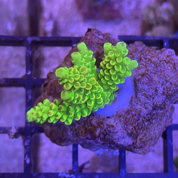 Acropora frag