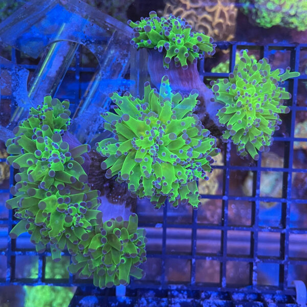 Euphyllia paradivisa ultra 6 calici