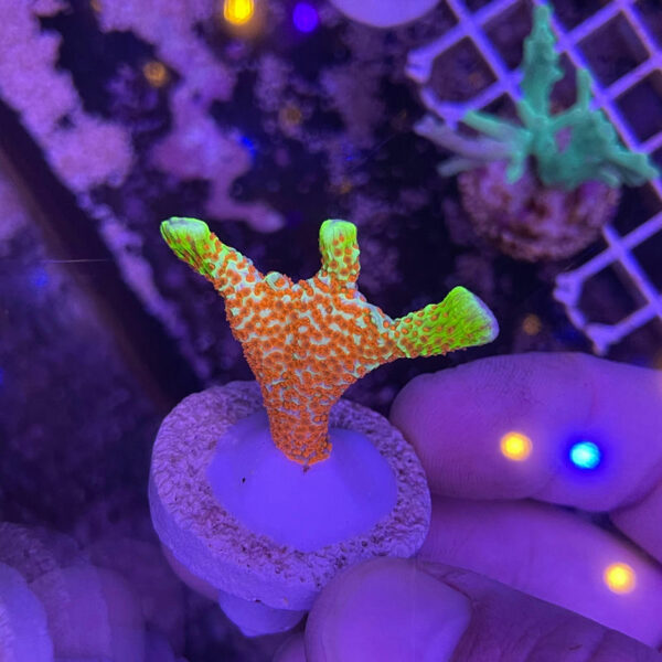 Montipora samarensis bubble gum