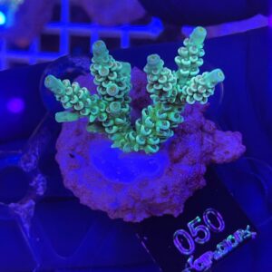 Acropora