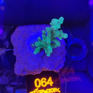Acropora