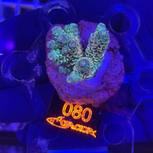 Acropora