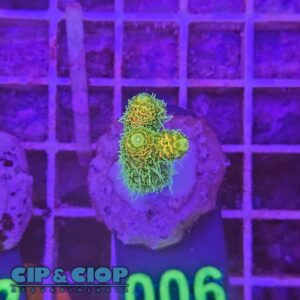 Acropora Frag verde su cip e ciop Acquariologia Napoli