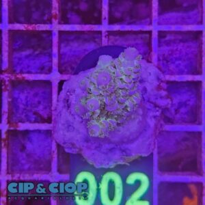 Acropora Frag viola su cip e ciop Acquariologia Napoli