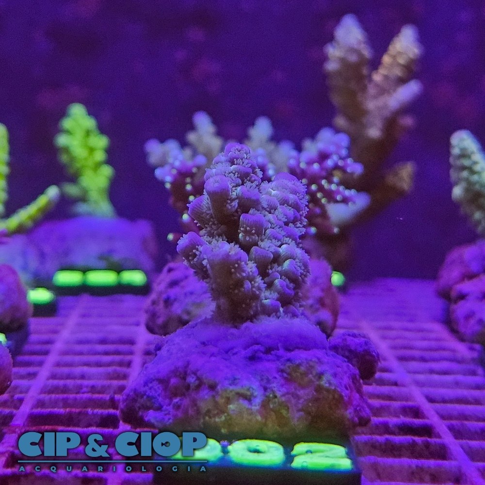 Acropora Frag viola su cip e ciop Acquariologia Napoli