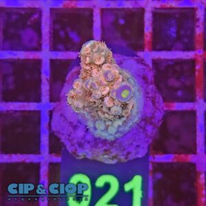 Acropora Frag rosa su cip e ciop Acquariologia Napoli