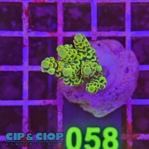 Acropora Frag verde su cip e ciop Acquariologia Napoli