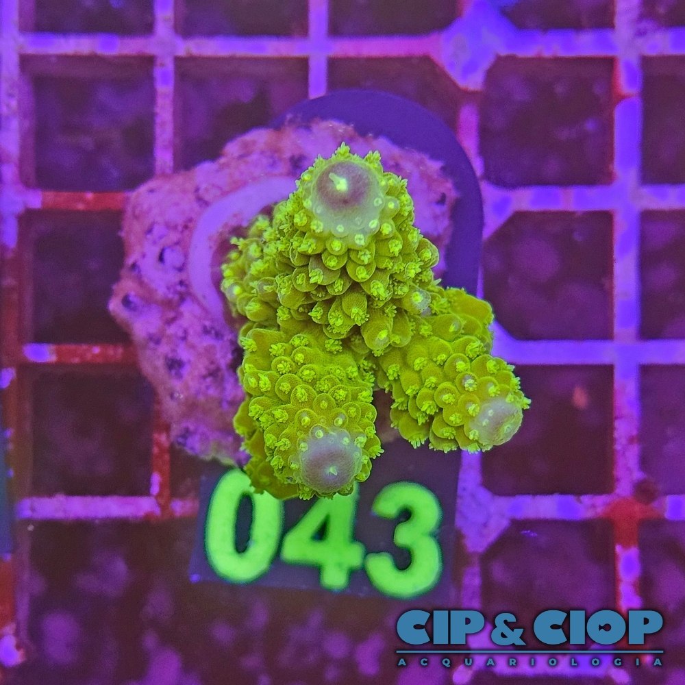 Acropora Frag verde su cip e ciop Acquariologia Napoli