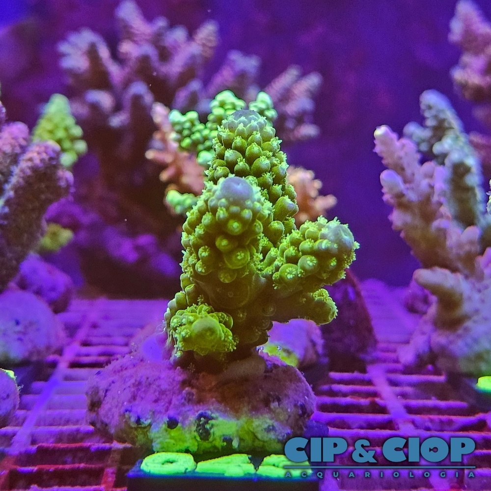 Acropora Frag verde su cip e ciop Acquariologia Napoli