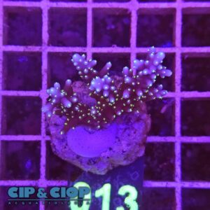 Acropora Frag verde e viola su cip e ciop Acquariologia Napoli