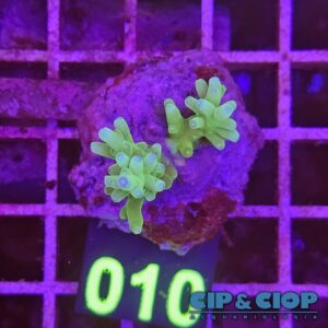 Acropora Frag verde su cip e ciop Acquariologia Napoli