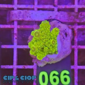 Acropora Frag verde su cip e ciop Acquariologia Napoli