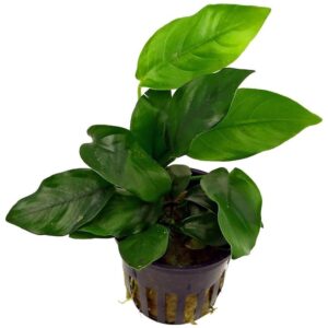 Anubias nana