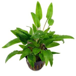 Cryptocoryne wentii green