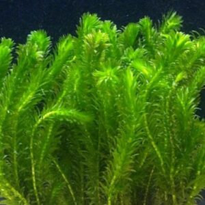 Egeria densa