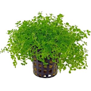 Micranthemum monte carlo