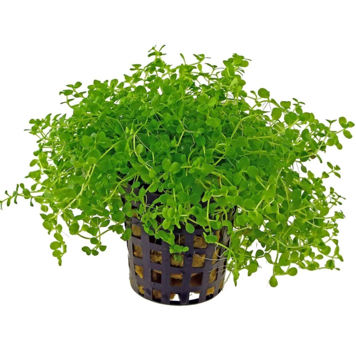 Micranthemum monte carlo
