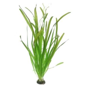 Vallisneria gigantea