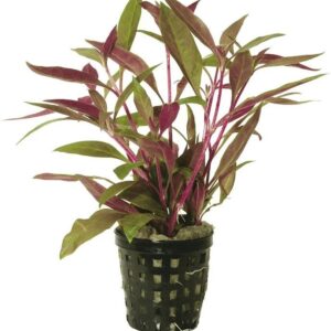 Alternanthera Rosaefolia