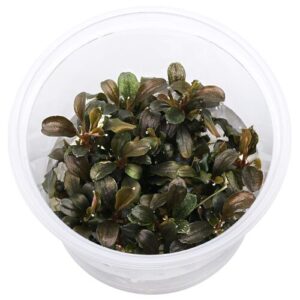 Bucephalandra Sp. Red Mini