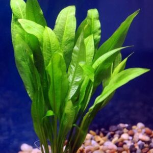 Echinodorus Bleheri