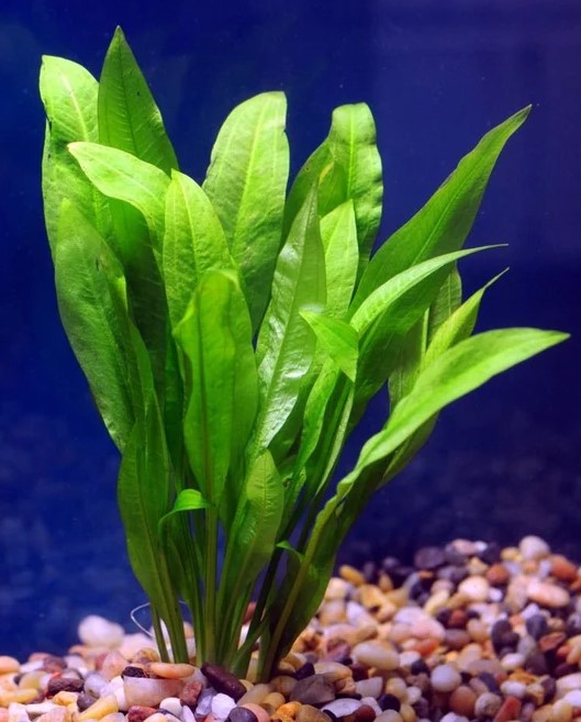 Echinodorus Bleheri