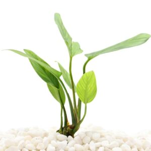 Anubias Gigantea