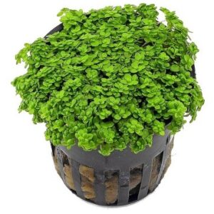 Hemianthus Callictroides Cuba