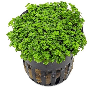 Hemianthus Callictroides Cuba