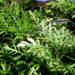 Higrophila Difformis
