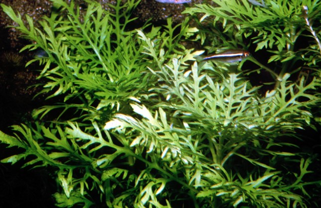 Higrophila Difformis