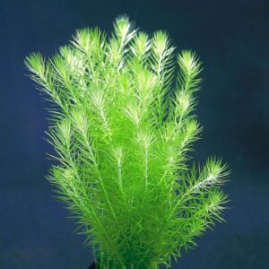 Mayaca Fluviatilis