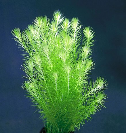 Mayaca Fluviatilis