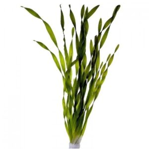 Vallisneria Spiralis