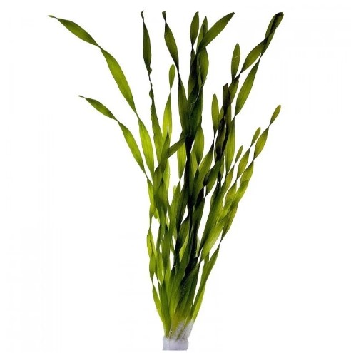 Vallisneria Spiralis