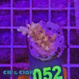 Acropora Frag rosa su cip e ciop Acquariologia Napoli