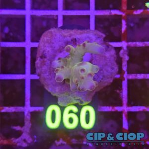 Acropora Frag verde su cip e ciop Acquariologia Napoli