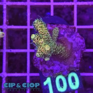 Acropora Frag verde su cip e ciop Acquariologia Napoli