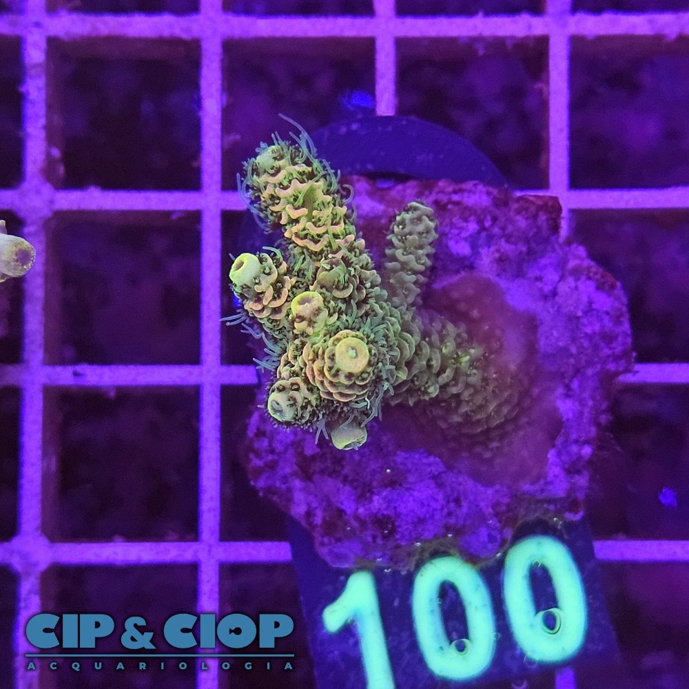 Acropora Frag verde su cip e ciop Acquariologia Napoli