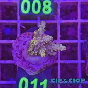 Acropora Frag verde su cip e ciop Acquariologia Napoli