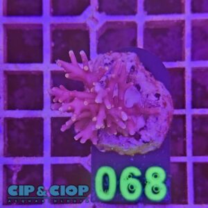 Acropora Frag rosa su cip e ciop Acquariologia Napoli