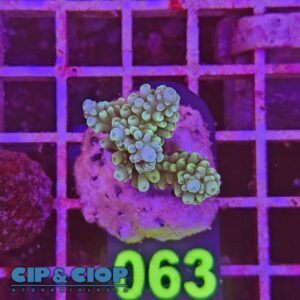 Acropora Frag verde su cip e ciop Acquariologia Napoli