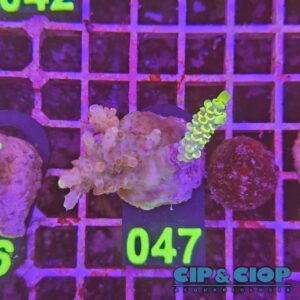 Acropora Frag verde e rosa su cip e ciop Acquariologia Napoli