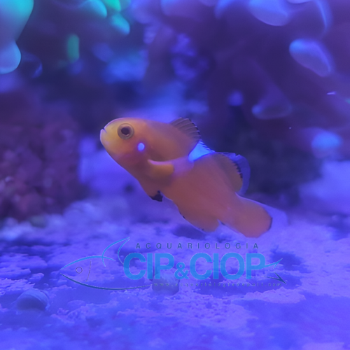 Amphiprion Ocellaris (Naked with white spot) 2.5cm