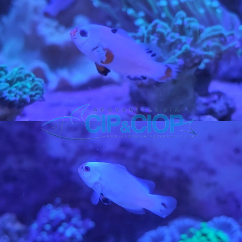 Amphiprion Ocellaris Platinum Storm 2,5/3cm