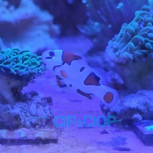 Amphiprion Ocellaris Mocha Storm 2,5/3cm
