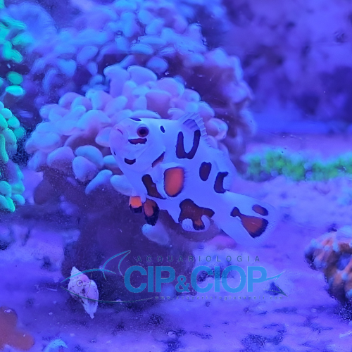 Amphiprion Ocellaris Mocha Storm 4cm